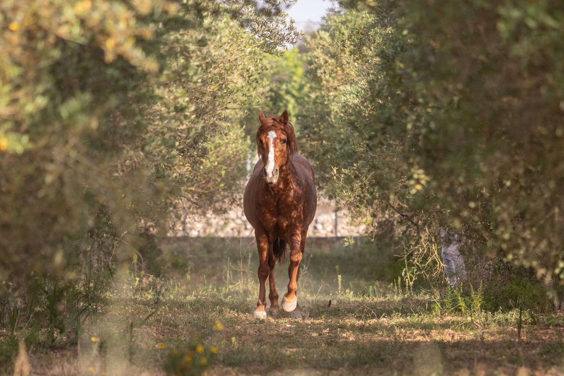 Aufnahme von einem Pferd inmitten eines Olivenhains