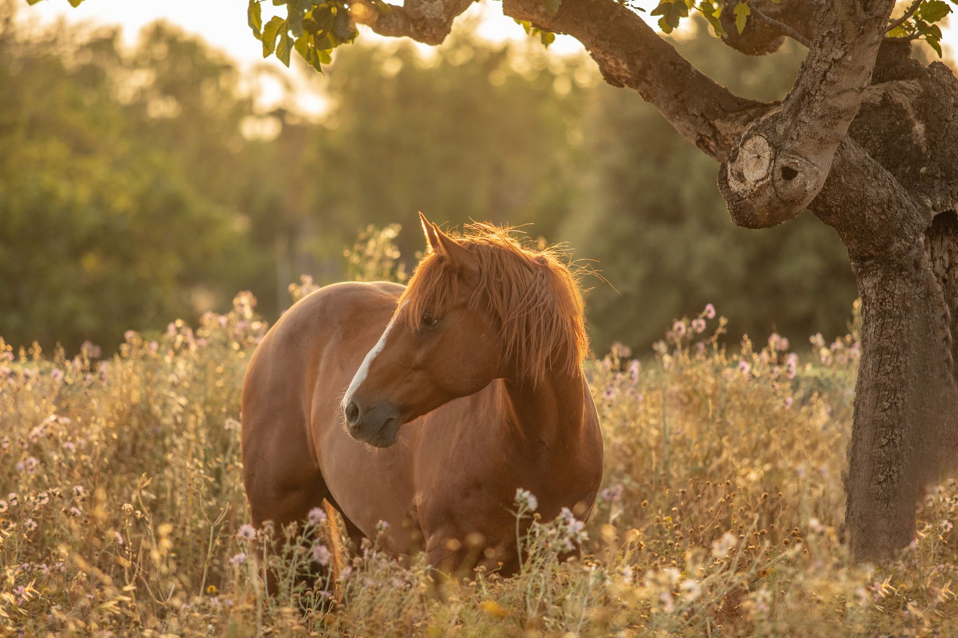 Pferd, unter einem Baum im Haferfeld stehend