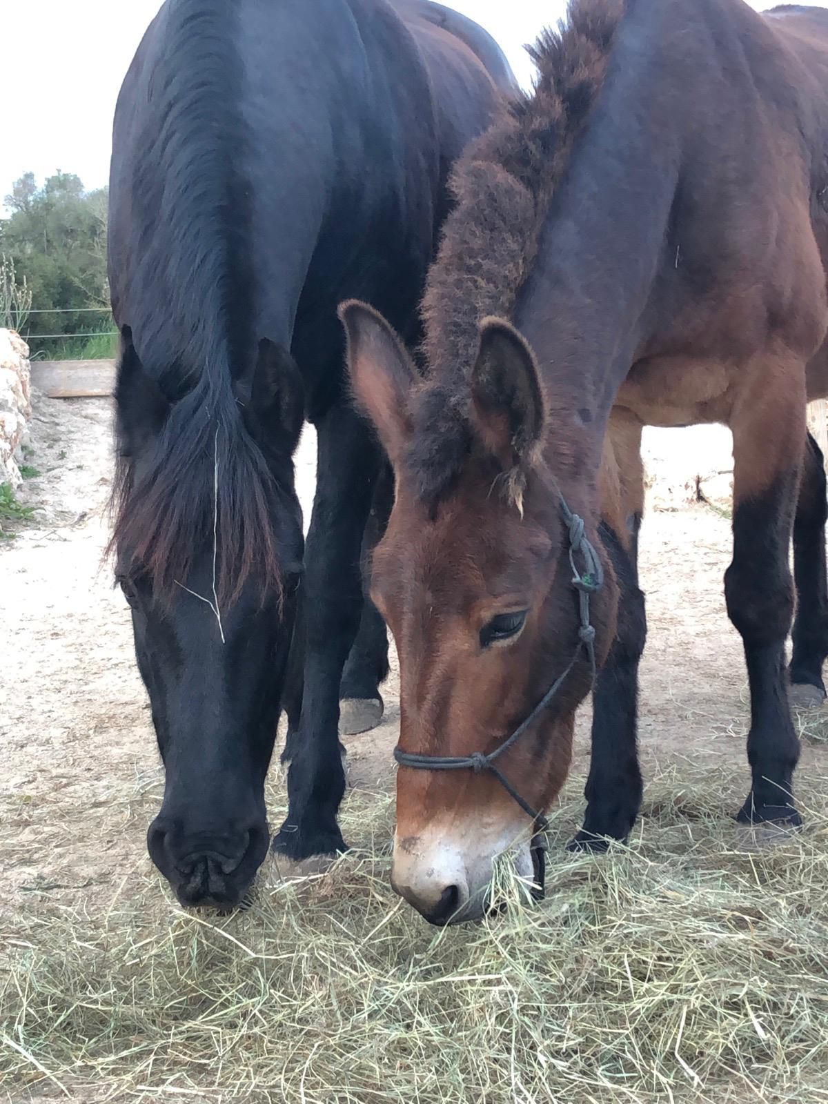 Two dark equines, likely a horse and a mule, graze on hay.