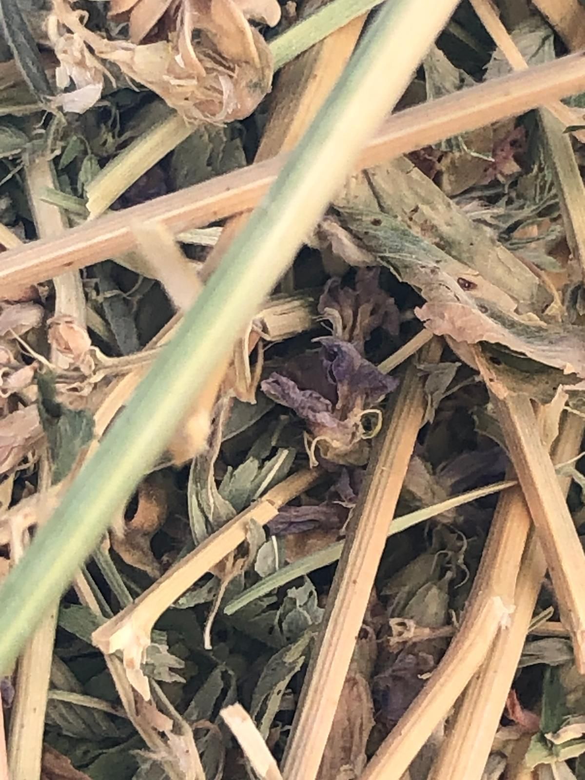 Nahaufnahme von getrockneter Luzerne mit  kleinen violetten Blüten; Primer plano de alfalfa seca con flores moradas