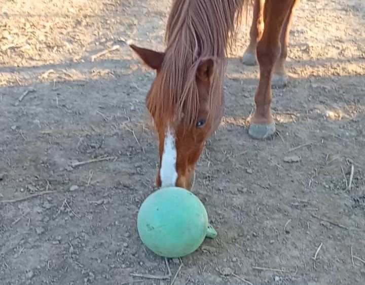 una pelota de jugar en comaración al tamaño del estómago del caballo