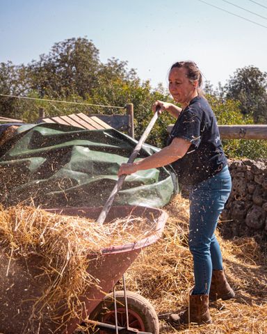 Eine Person in schwarzem Hemd und Jeans benutzt eine Mistgabel, um in einer sonnigen Umgebung Stroh in eine Schubkarre zu befördern.