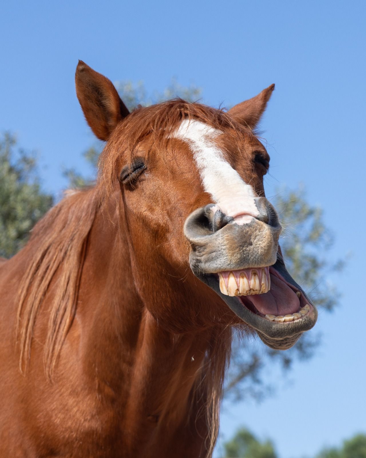 Brown horse with a white blaze, ears up and mouth open against a blue sky