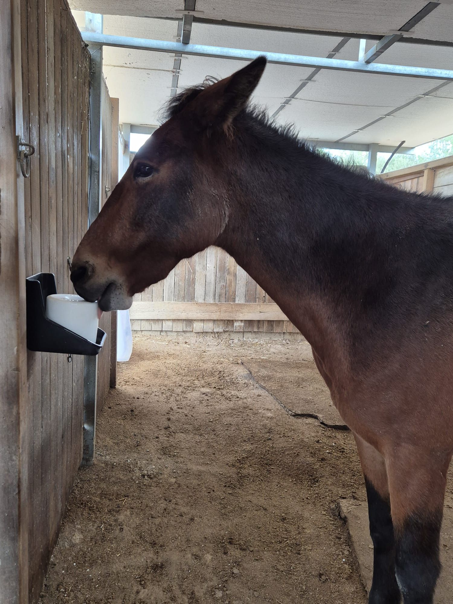 Brown horse drinking from a black water dispenser in a stable aisle