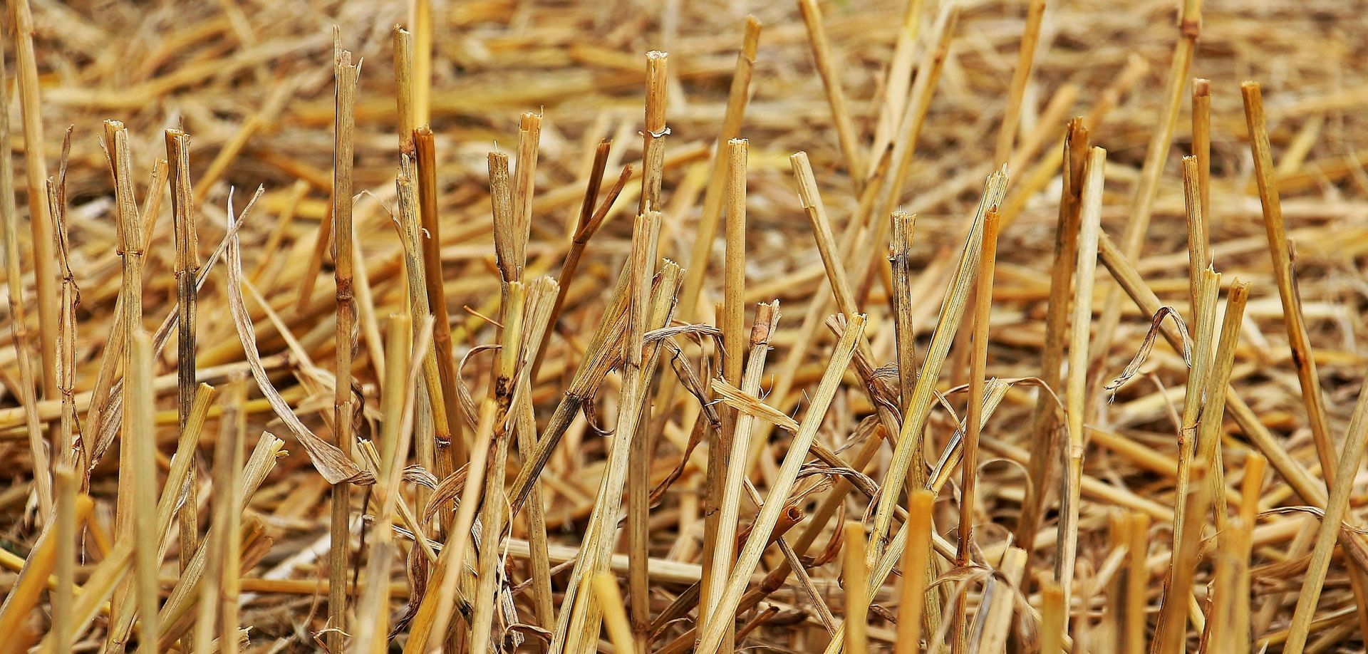 Nahaufnahme eines abgeernteten Weizenfelds; Campo cosechado con rastrojos de trigo