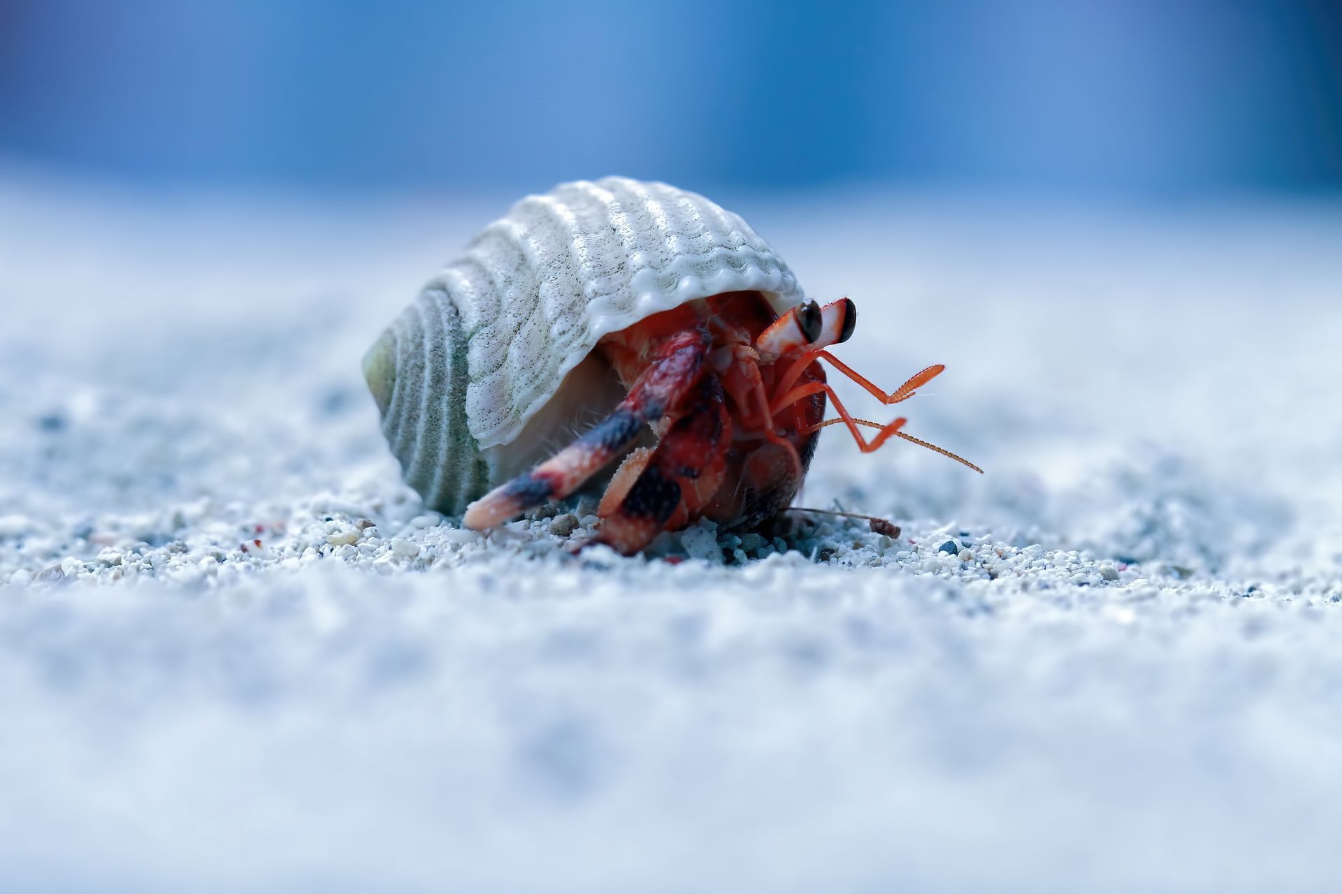 Hermit crab with orange body, light-colored shell, on sand.
