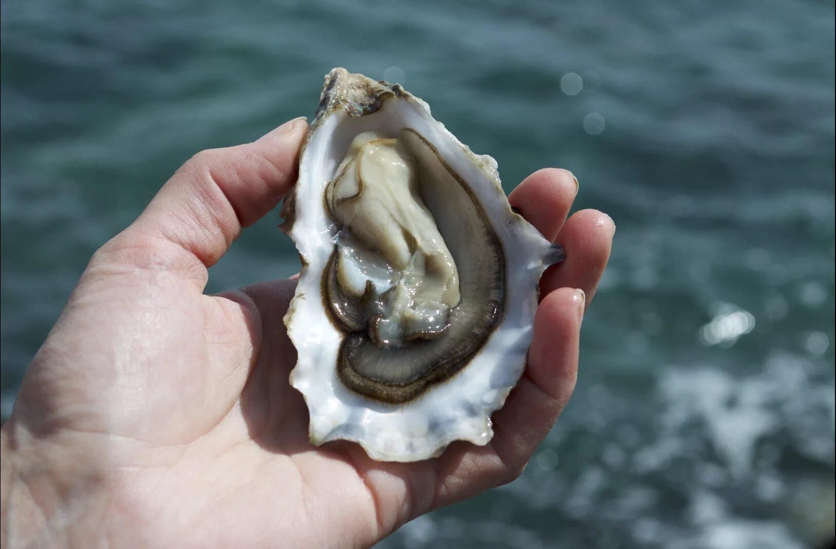 Huître creuse de Cancale