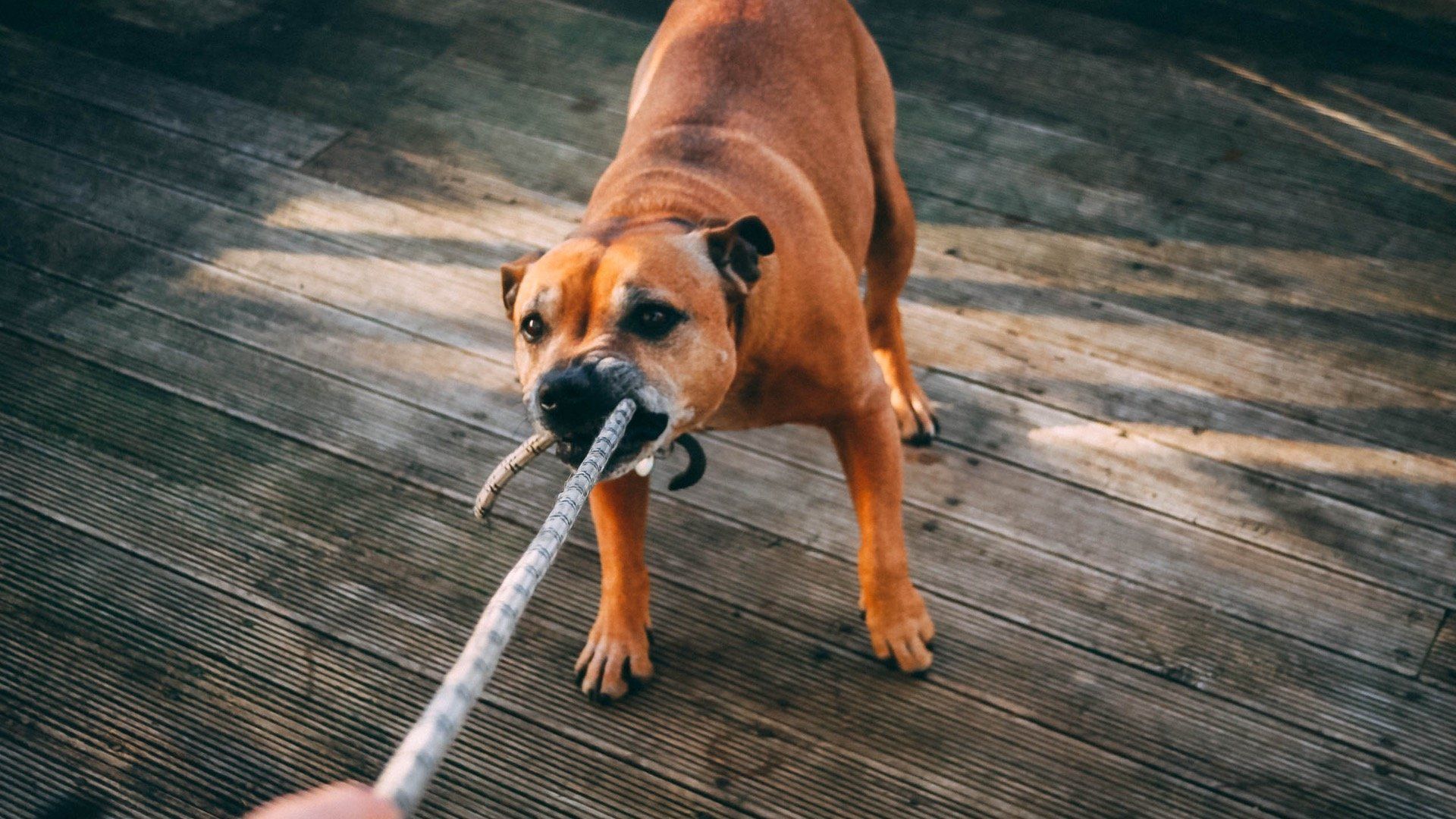A brown dog playfully tugs on a rope held by a person on a wooden deck.