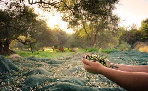 mani di una donna con raccolta delle olive in un campo