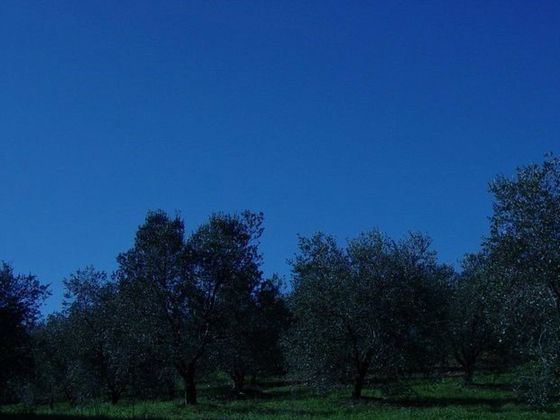raccolta delle olive in sacchi