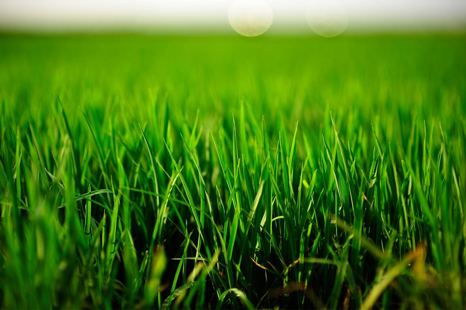 Grass Image