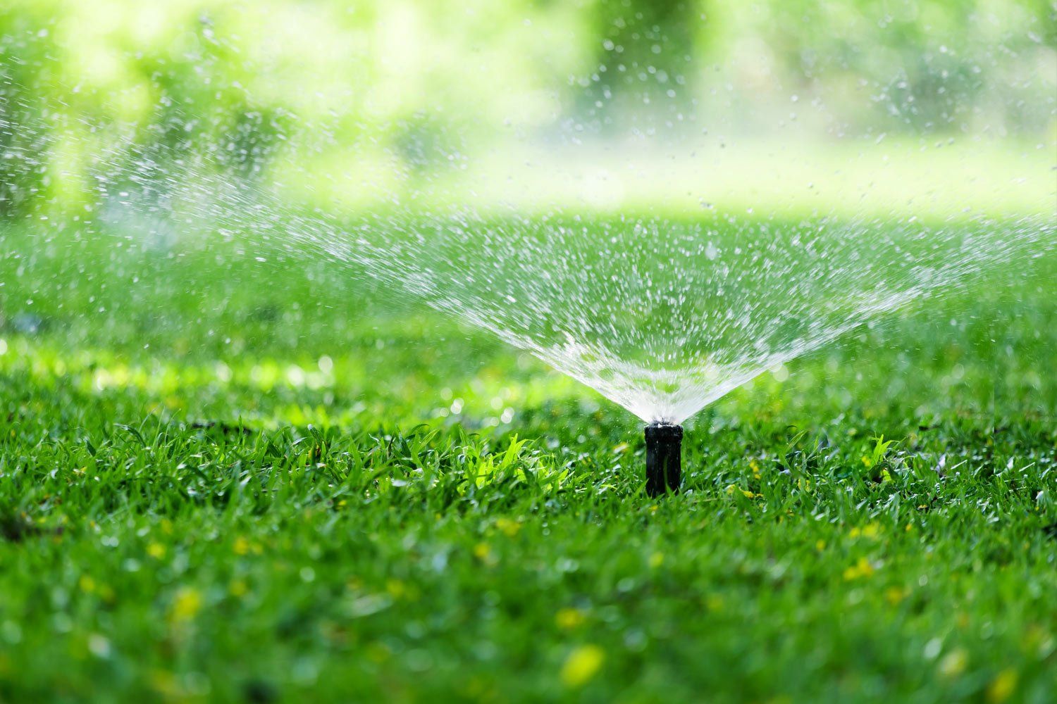 Watering