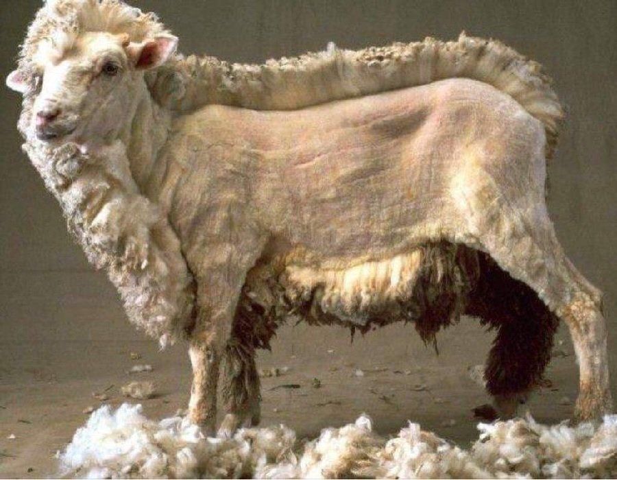 Half Sheared Sheep — Santa Fe, NM — Unlock Astrology