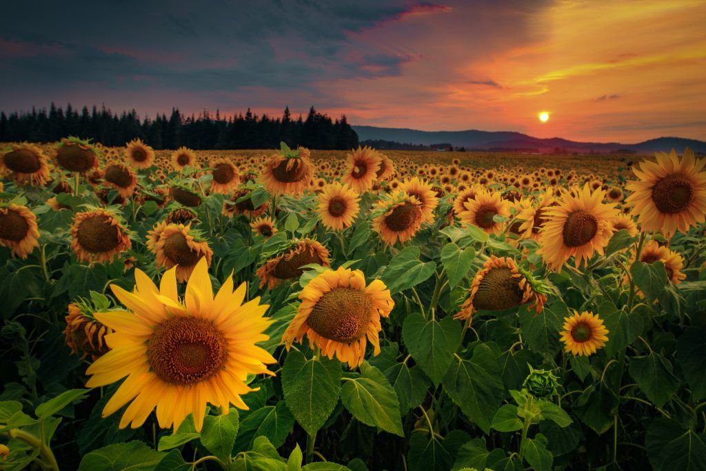 Sunflower Field — Santa Fe, NM — Unlock Astrology