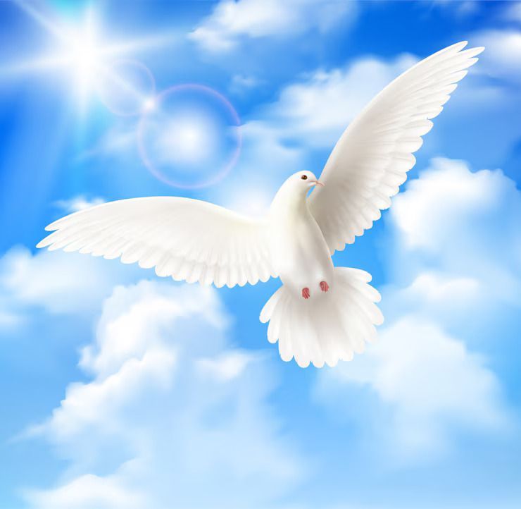 curate a dove release