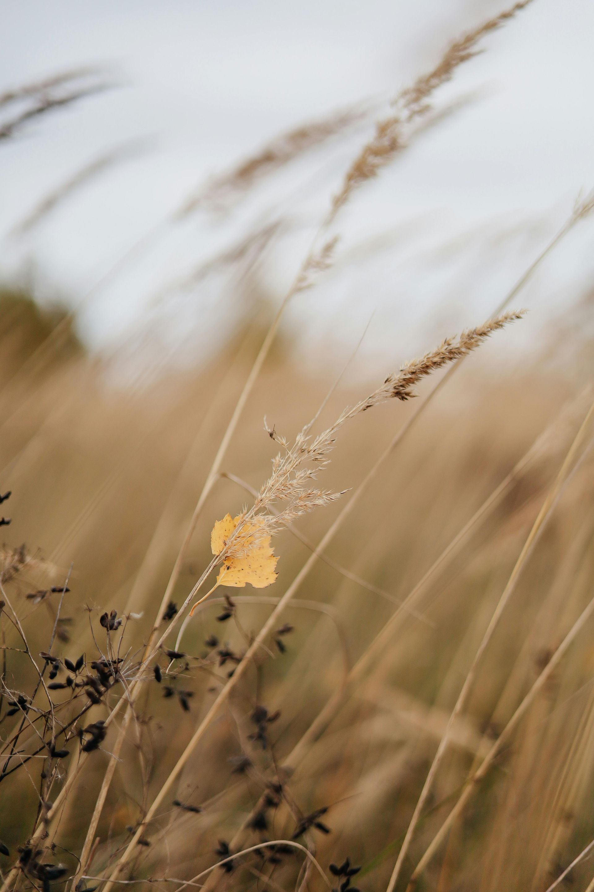 wheat blowing in wind