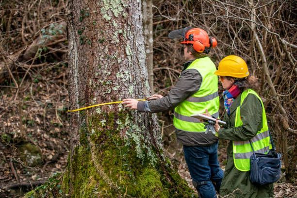 Forest Researcher — Yelm, WA — Bid-Low Tree & Stump Service