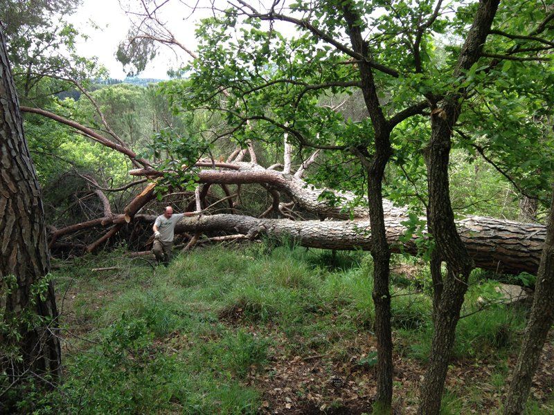 manutenzione aree verdi