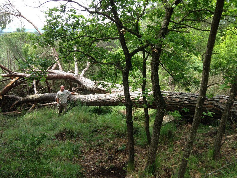 manutenzione aree verdi
