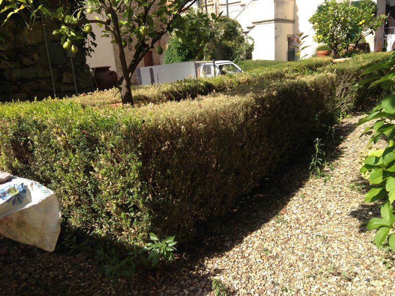 trattamenti fitosanitari per alberi