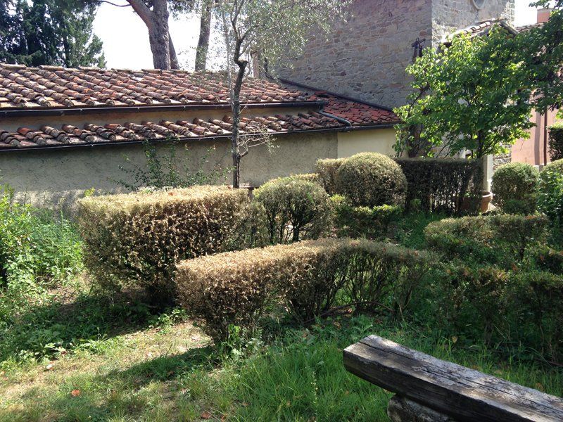 trattamenti fitosanitari per alberi