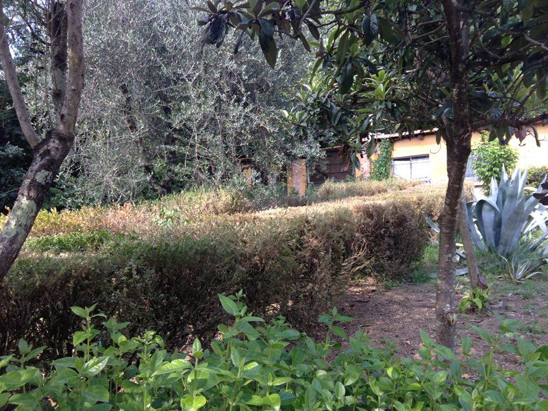 trattamenti fitosanitari per alberi