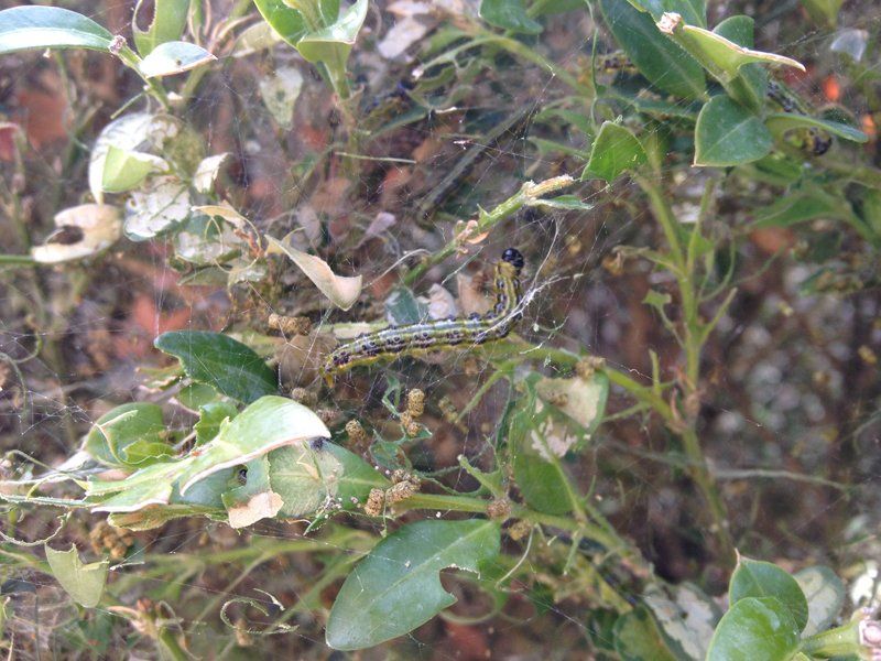 trattamenti fitosanitari per alberi