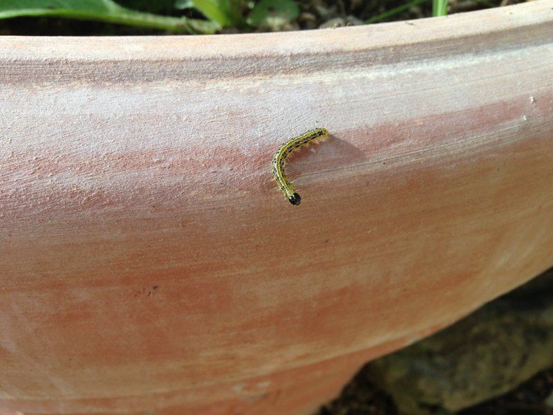 trattamenti fitosanitari per alberi