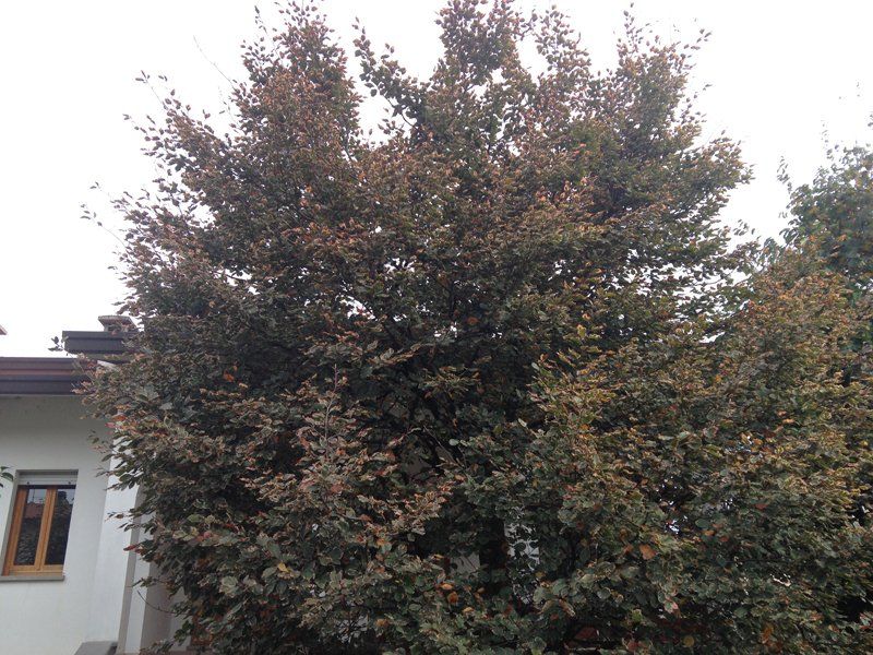 trattamenti fitosanitari per alberi