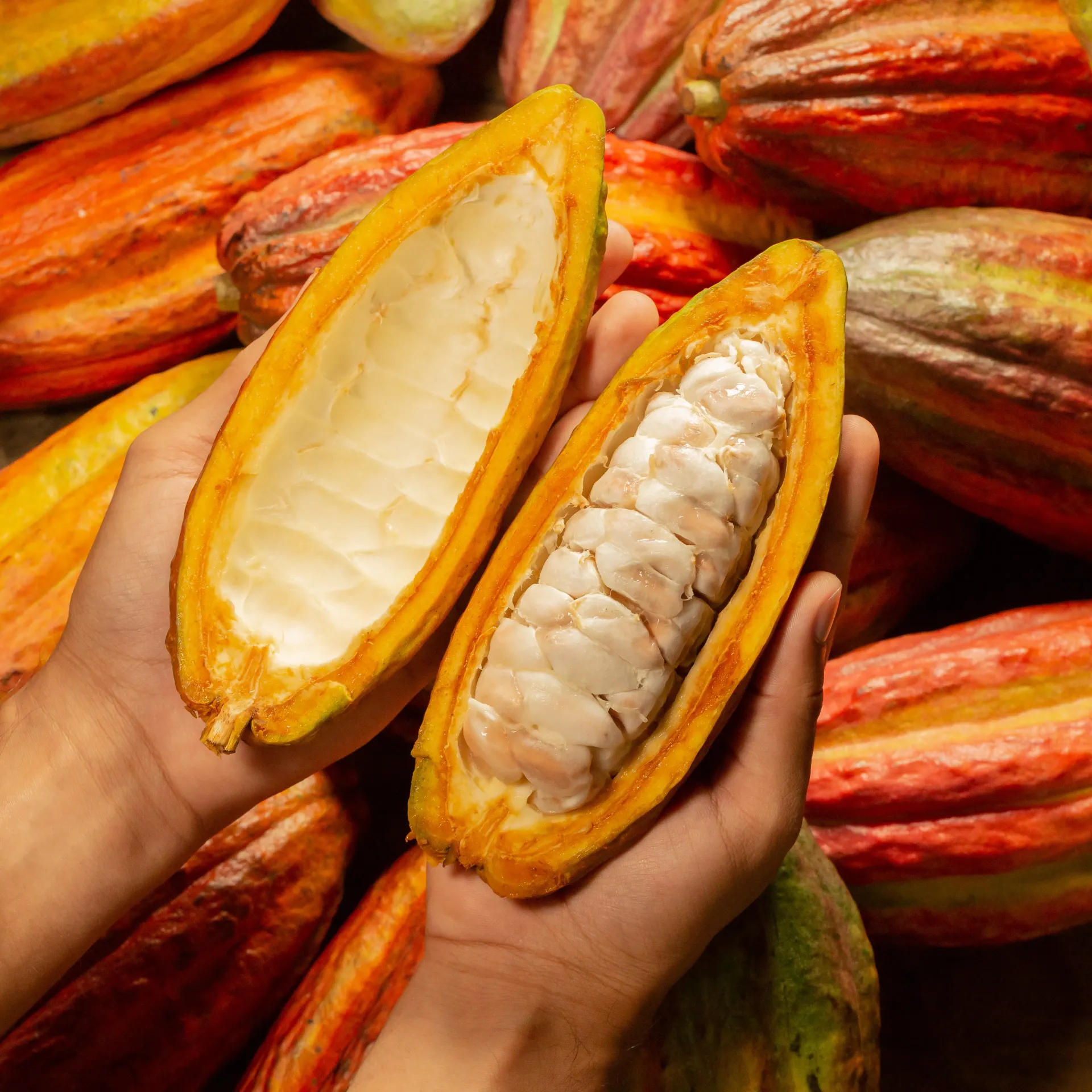 A person is holding a cocoa fruit that has been cut in half infront of an cocoa pile.