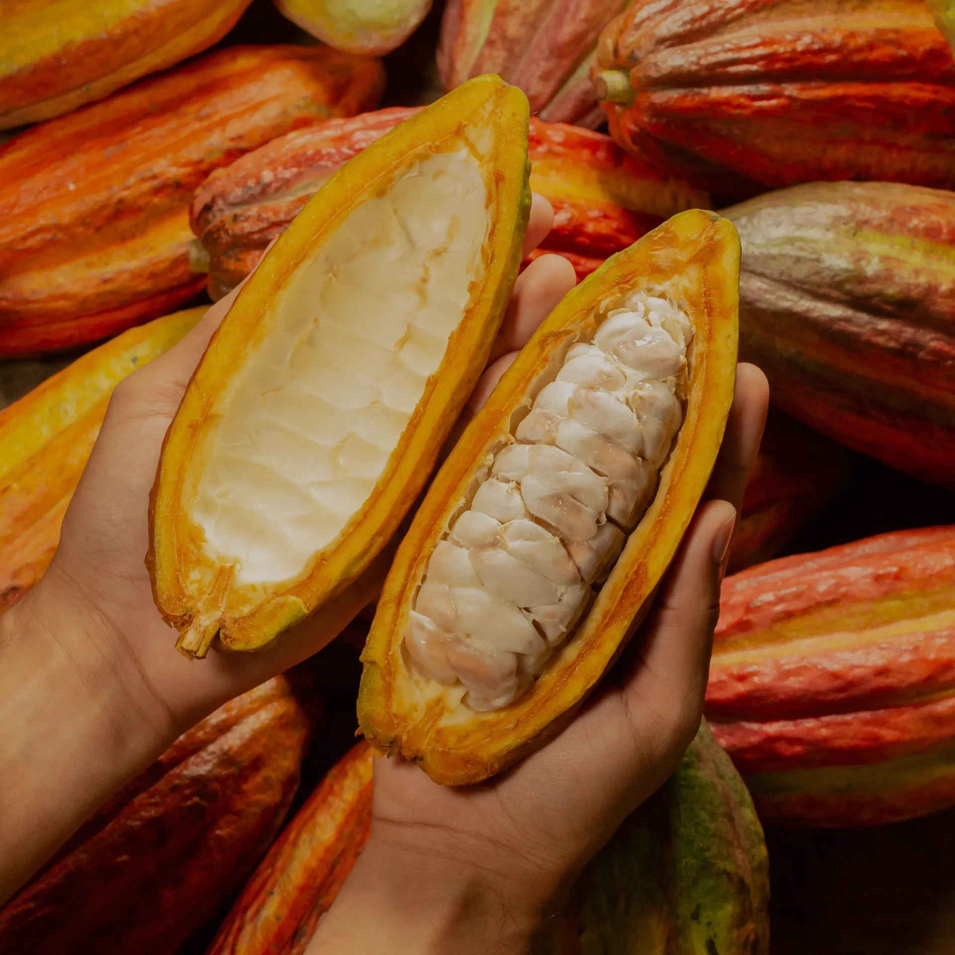 A person is holding an open cocoa fruit in their hands