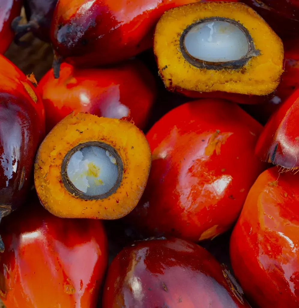 A bunch of palm-fat fruits with one cut in half.