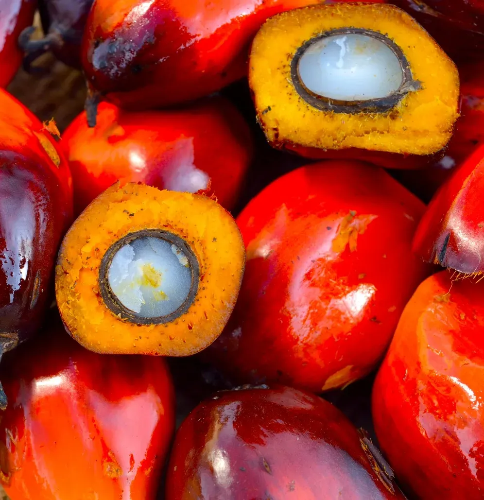 A bunch of palm-fat fruits with one cut in half