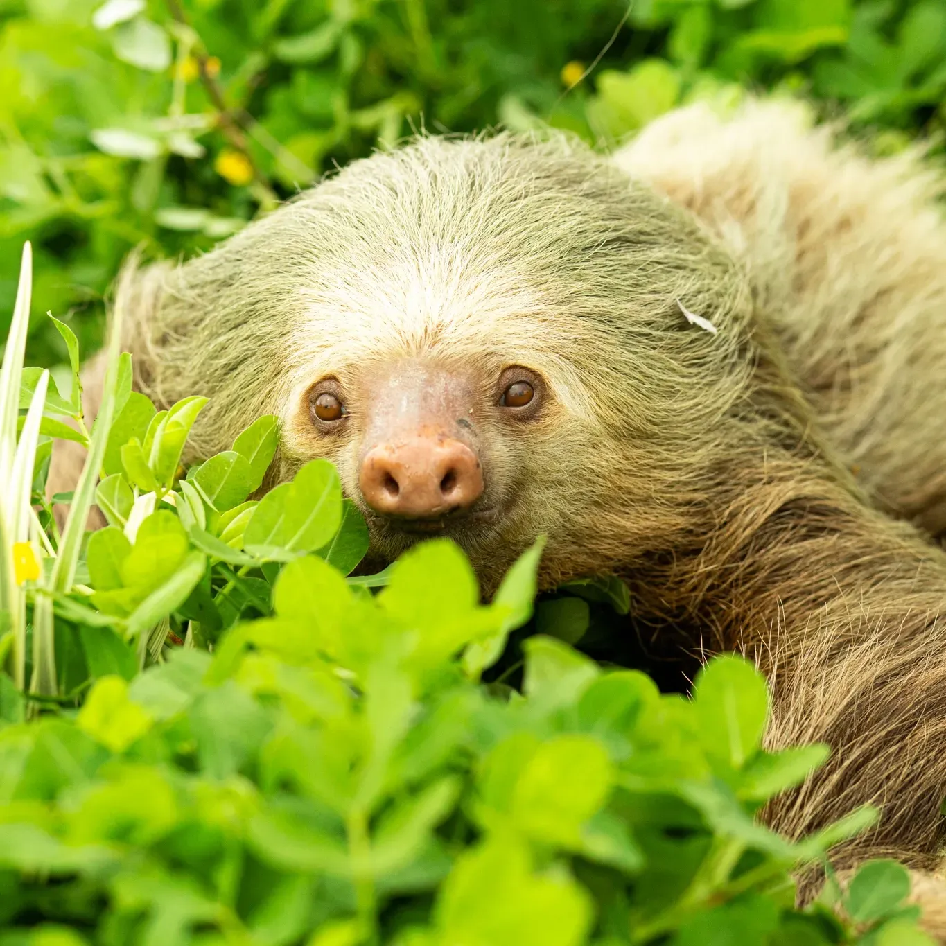 A cute sloth is laying in the grass and looking at the camera