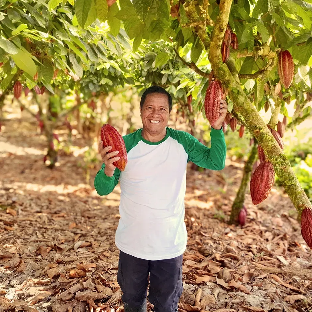 Man holding cacao pods in a cacao tree orchard. He wears a green and white shirt, smiling.