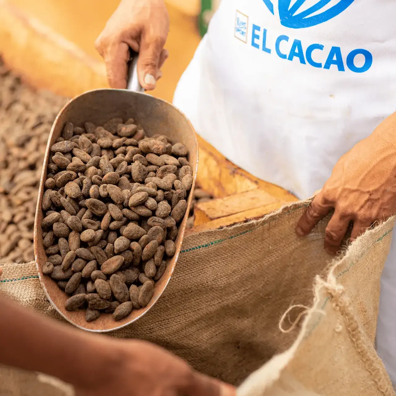 Person scooping cocoa beans from a sack, wearing an apron with