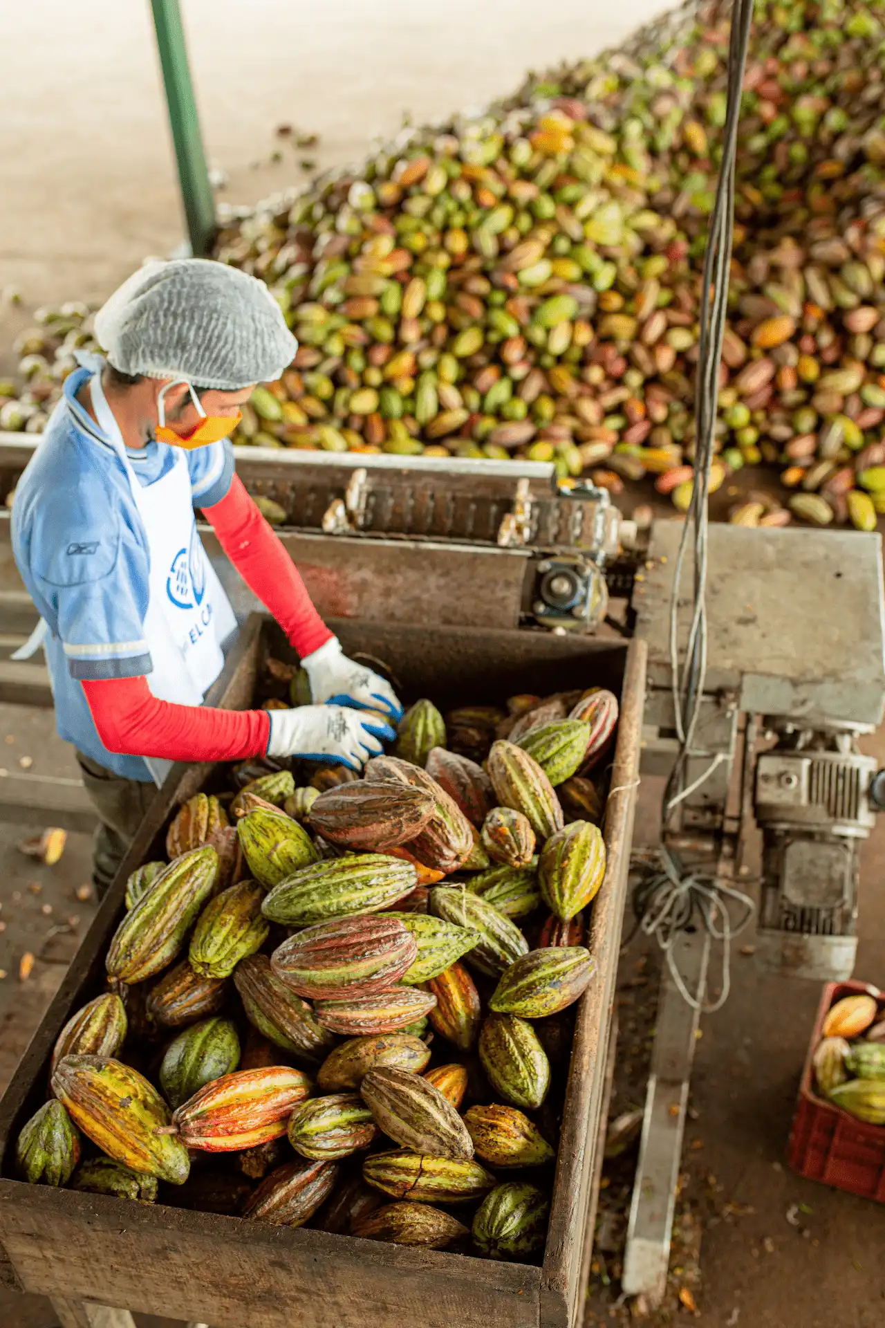 Person in protective gear sorting cocoa pods in a processing facility.