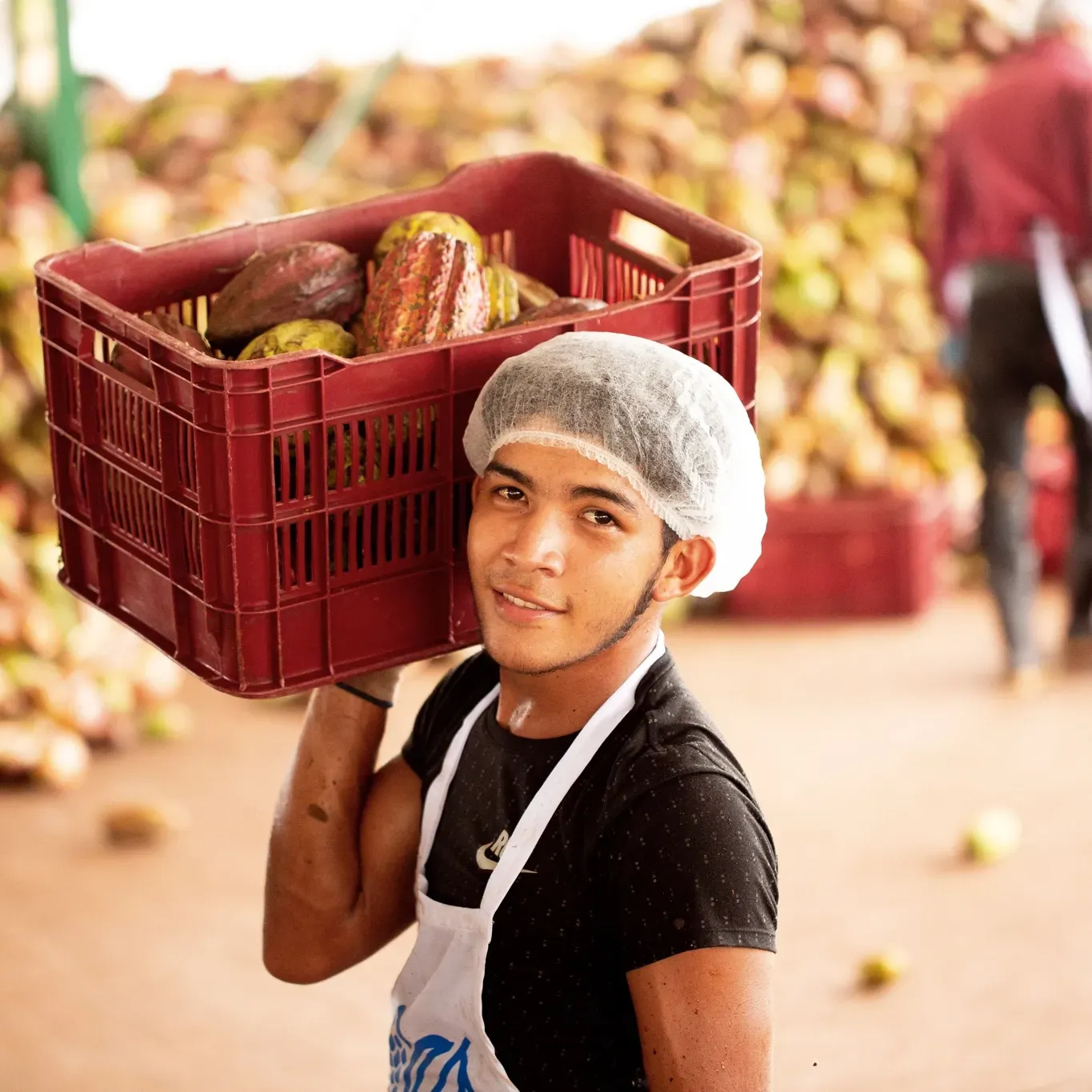 A man carrying a crate of cocoa fruit on his shoulder