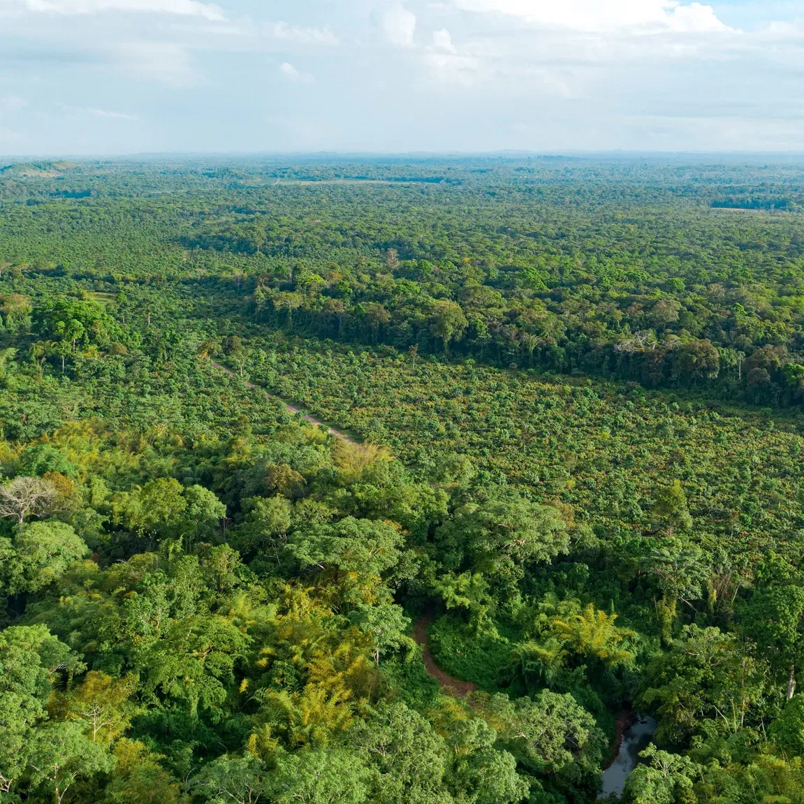 An aerial view of a lush green cocoa forest - El Cacao