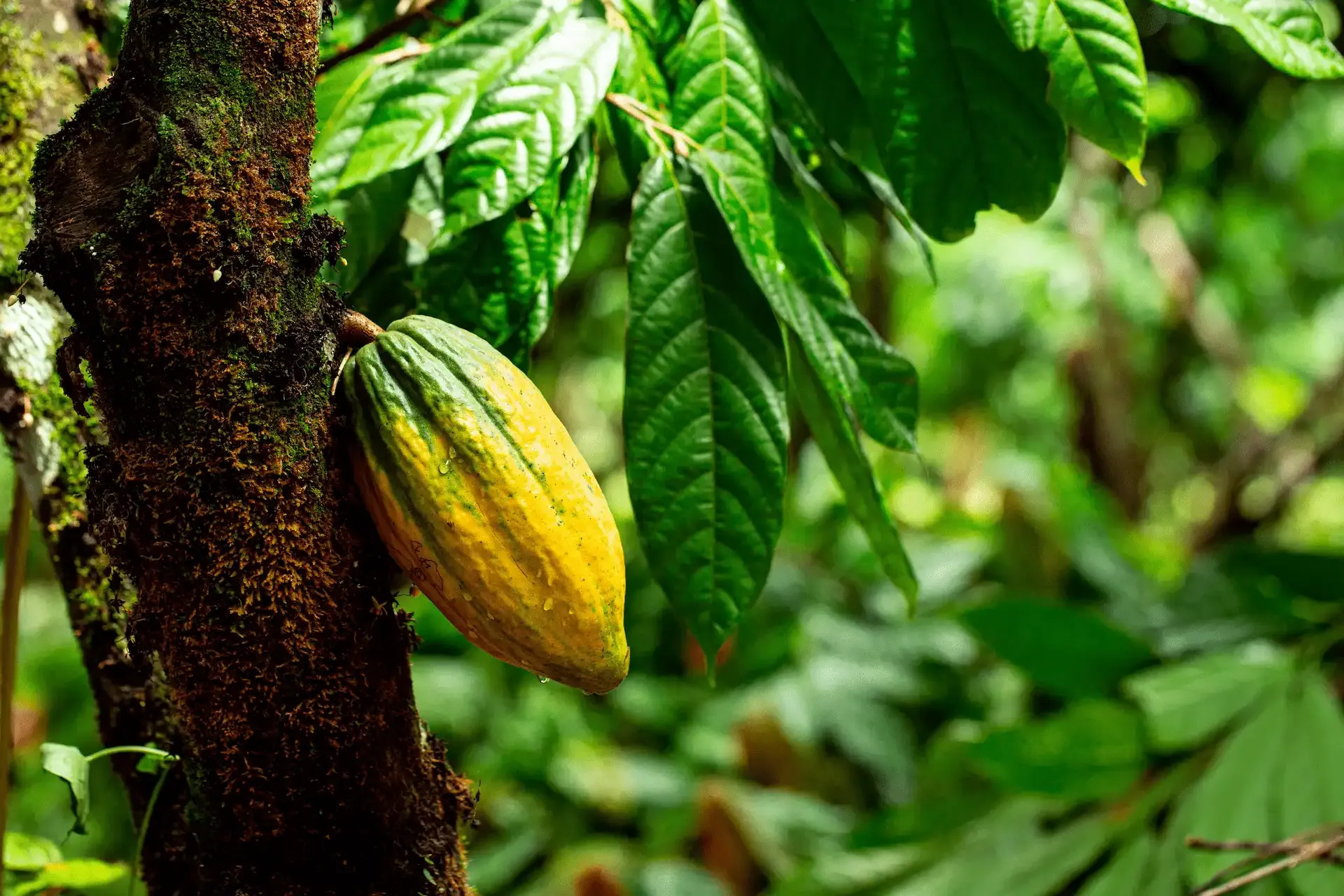 Cocoa pod on a tree trunk, yellow and green, surrounded by leaves, forest background.