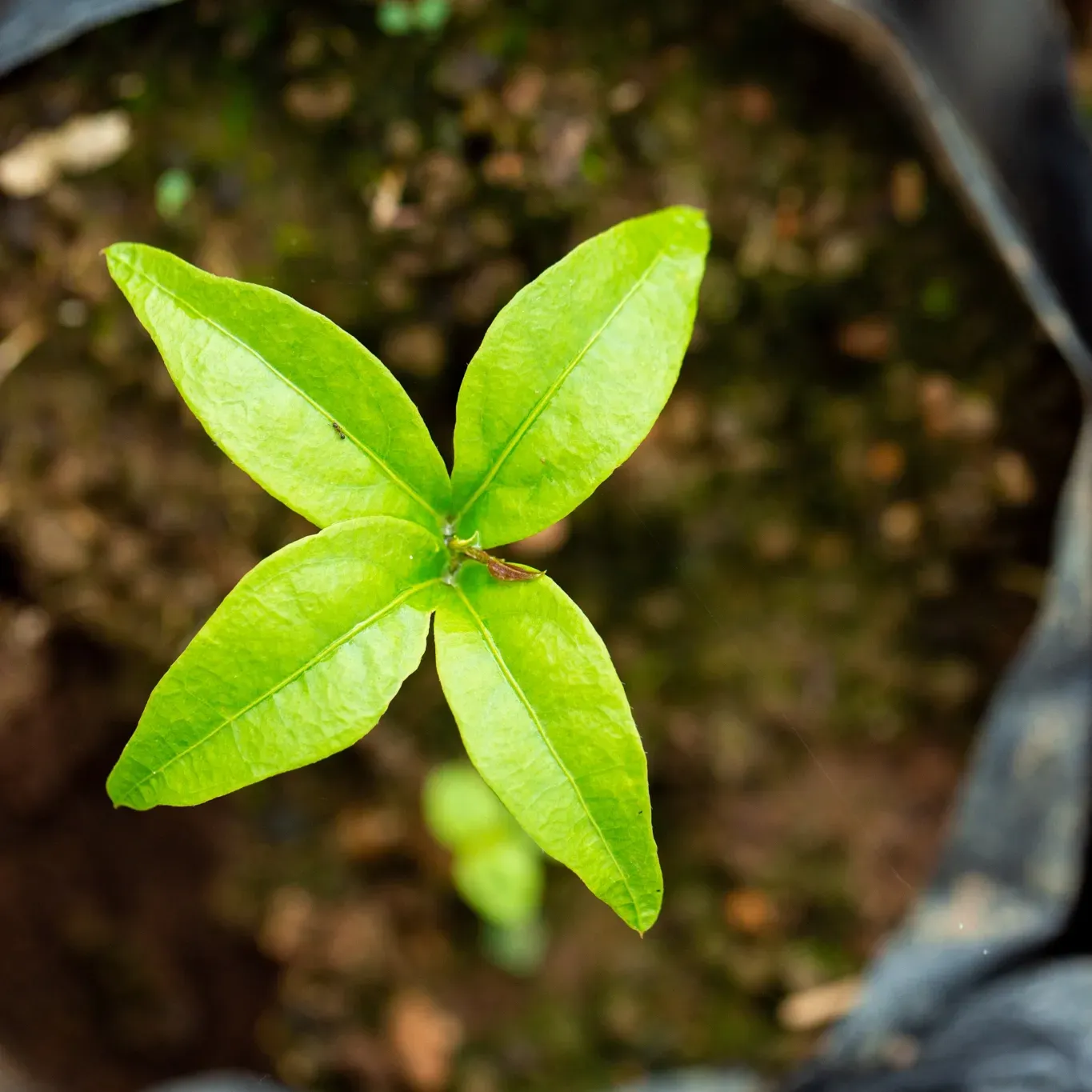 A small green cocoa plant is growing out of the ground