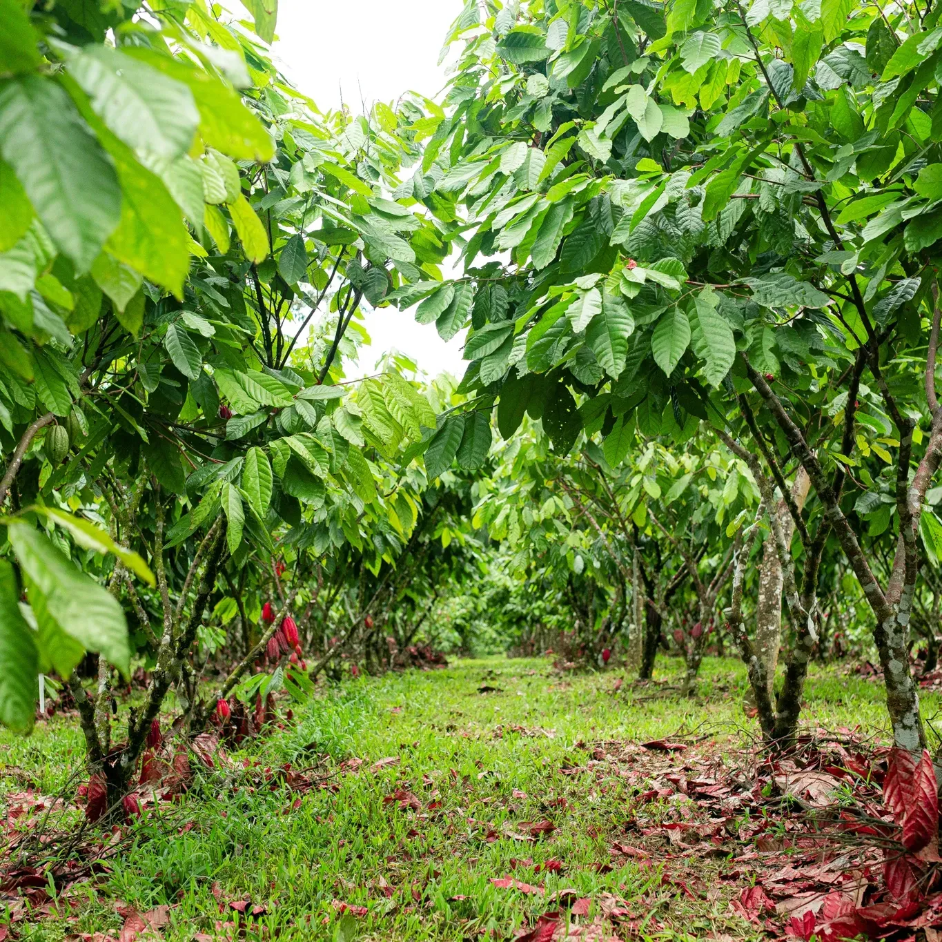 A row of cocoa trees with lots of green leaves and fruits