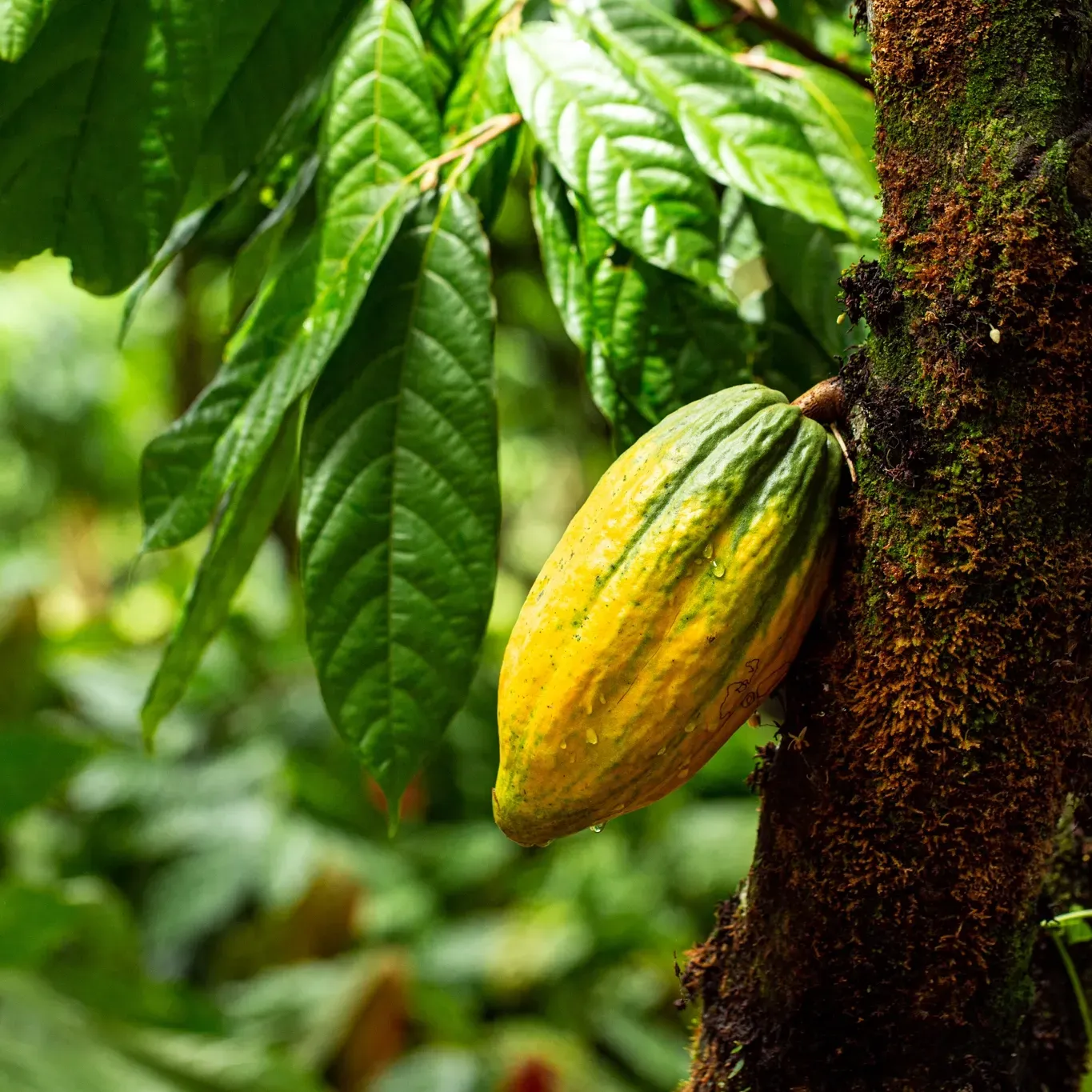 A yellow cocoa fruit hanging from a tree with green leaves