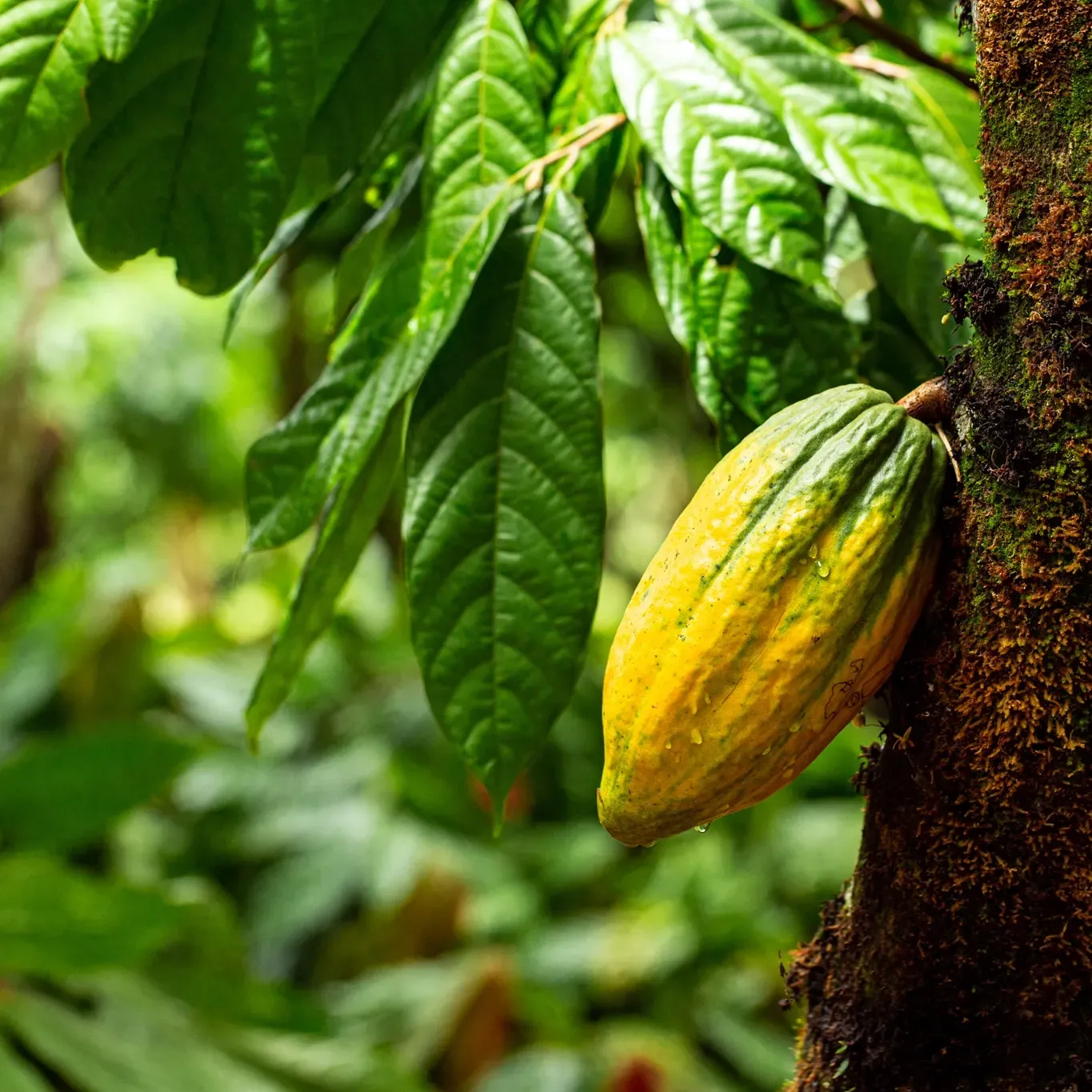 A yellow cocoa fruit is growing on a tree with green leaves