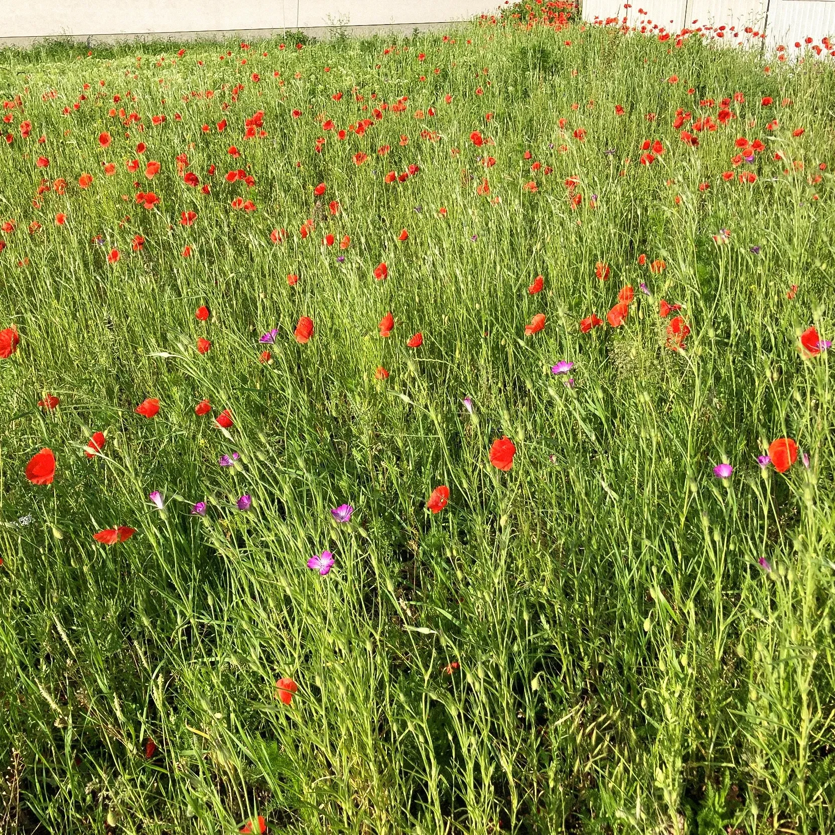 A field of flowers with red and purple flowers