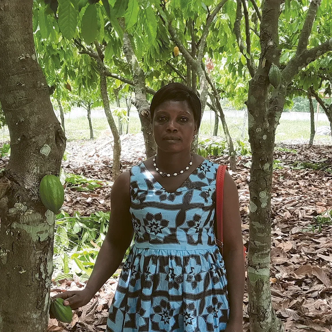 A woman in a blue dress is standing next to cocoa trees