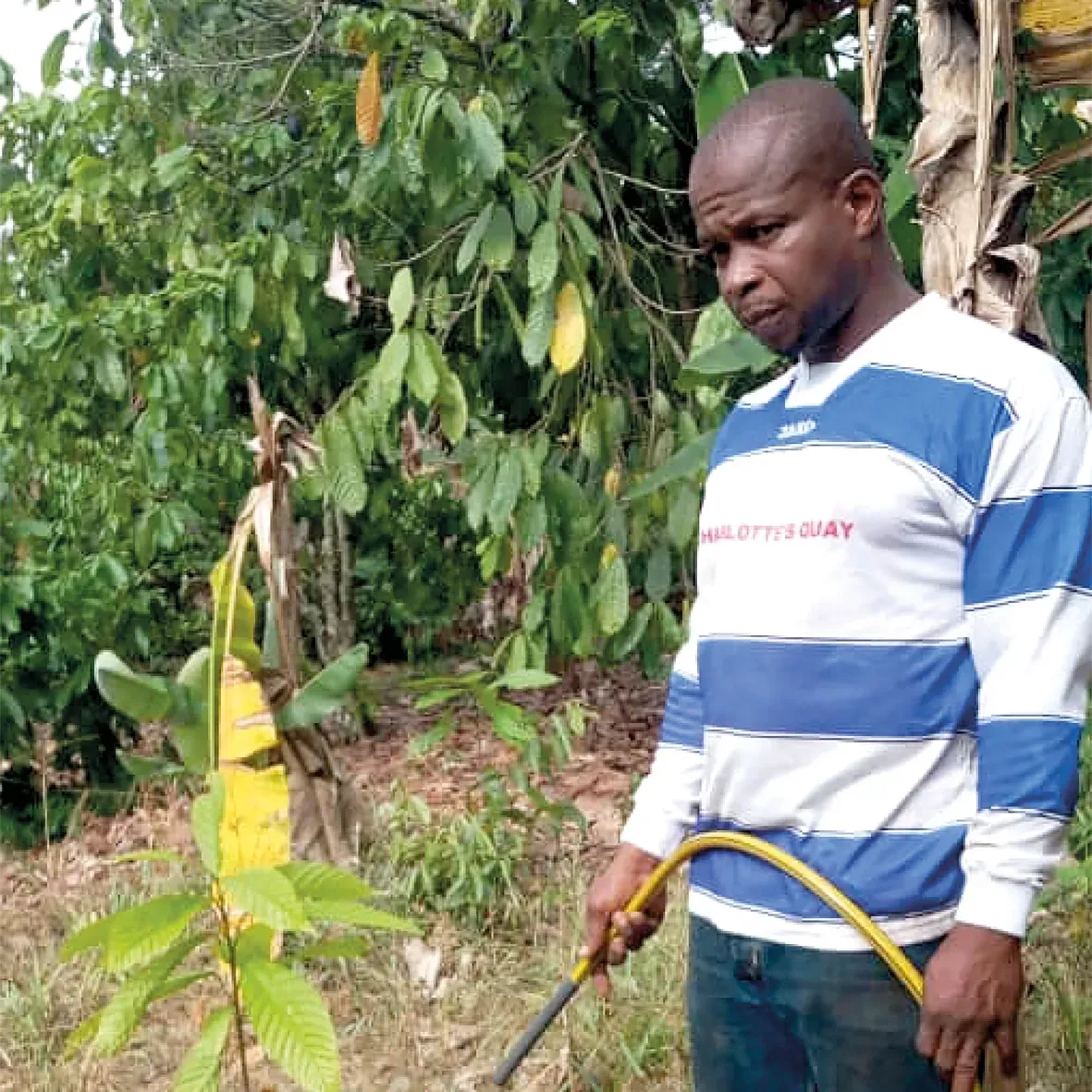 A man in a blue and white striped shirt is watering a cocoa plant with a hose