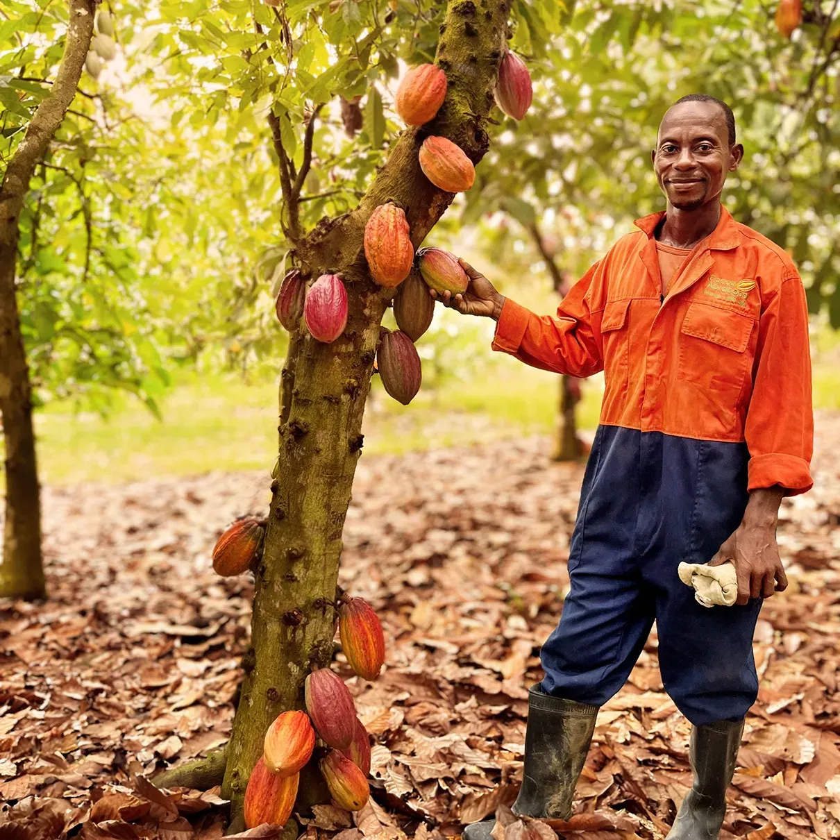 Man in orange overalls stands by a cocoa tree with ripe pods in a sunny field.