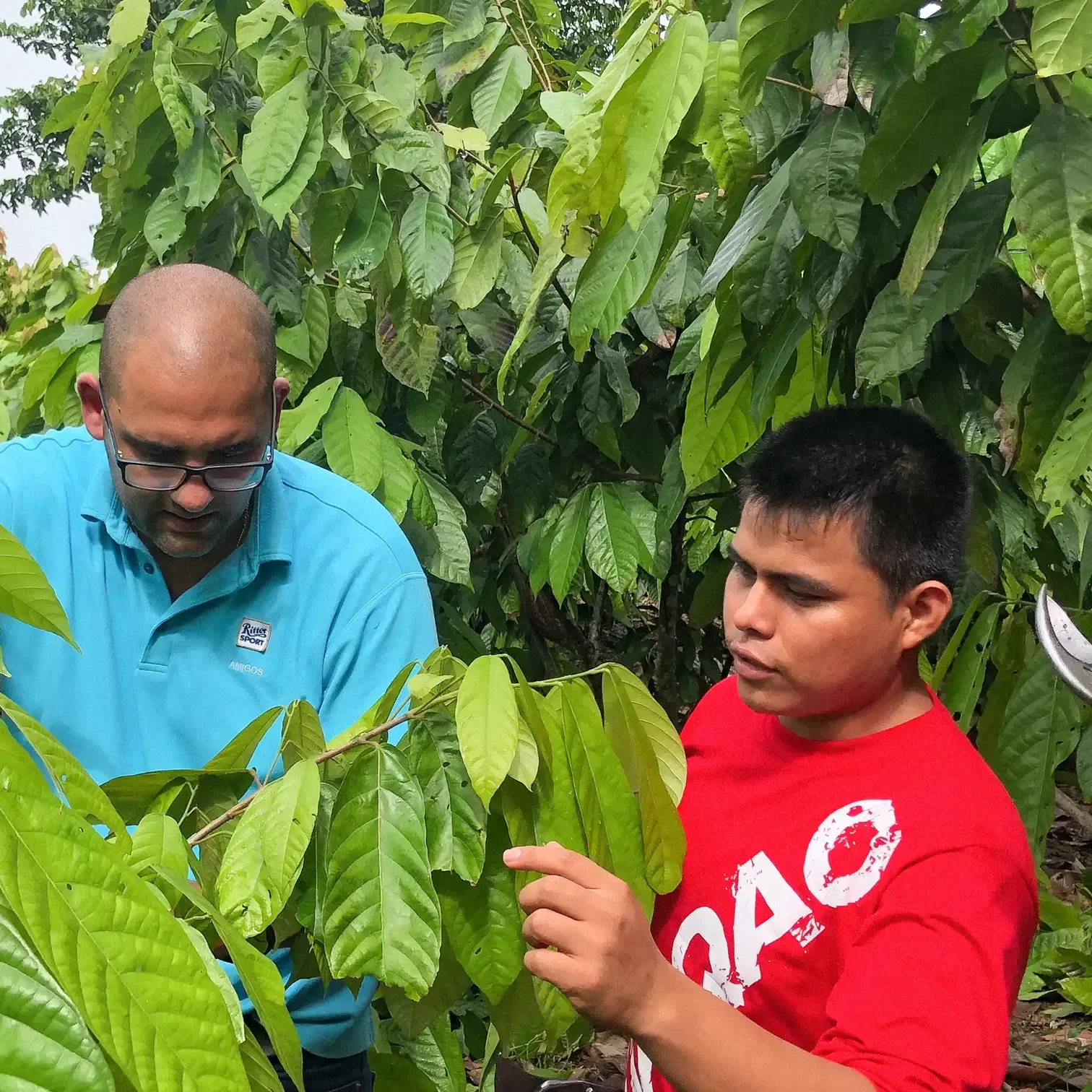 A man in a red shirt and a man in a blue shirt looking at a cocoa tree