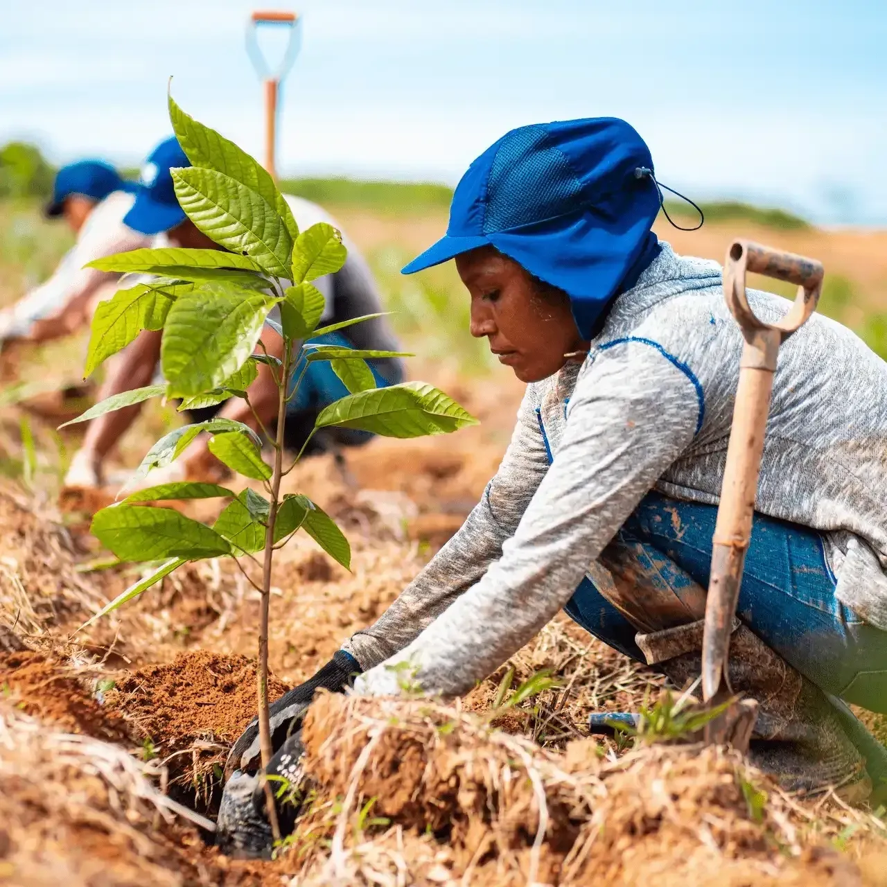 A woman wearing a blue hat is planting a tree in a field.